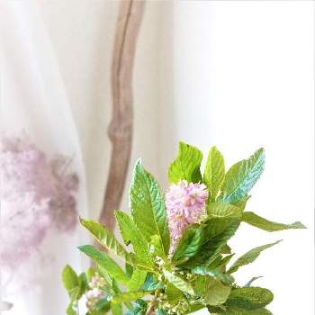 アメリカリョウブ ルビースパイスの投稿画像一覧 Greensnap グリーンスナップ