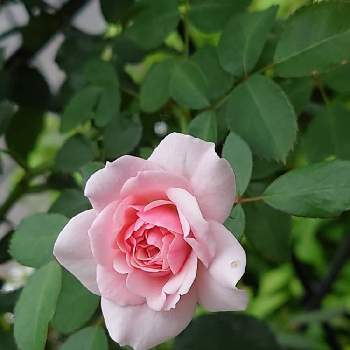 修景バラの画像 by rinranmomさん | 小さな庭と薔薇 ボニカ’82とおうち園芸とピンクと修景バラと誘引と庭のばらと大事に育てたい