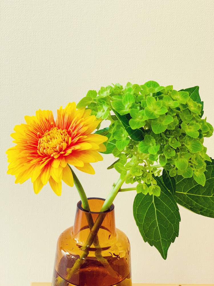 ガーベラの投稿画像 By Izuminさん あじさいと部屋と切り花と花瓶と花のある暮らしと花を飾ると切り花と花瓶と花のある暮らしと花を飾る 月7月25日 Greensnap グリーンスナップ Greensnap グリーンスナップ