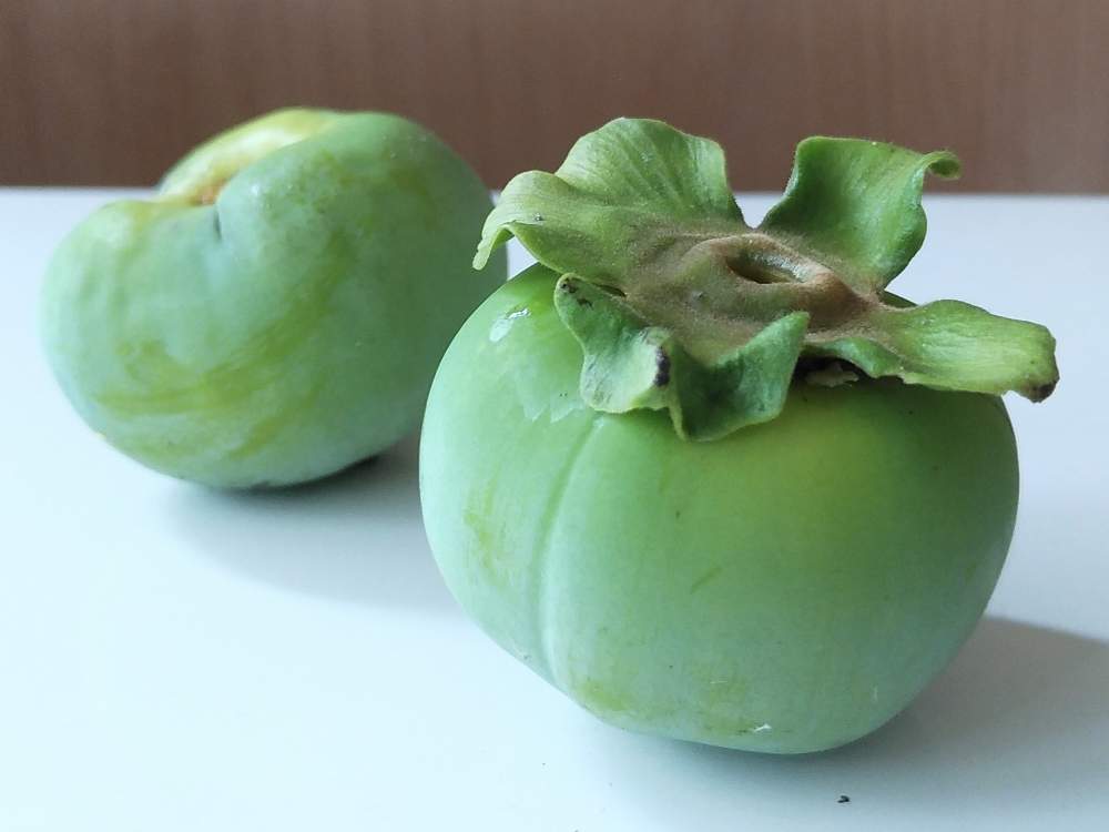 かきの投稿画像 By エノキタケさん 季節の果物と夏の庭 月7月25日 Greensnap グリーンスナップ