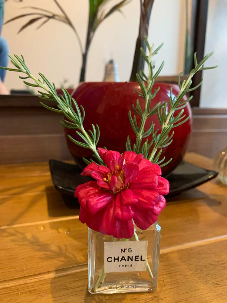 ローズマリーの投稿画像 By まやまやさん ジニア 百日草 と玄関としあわせ時間 と癒しと香水瓶が花瓶 の代わりと花のある暮らしとジニア百日草としあわせ時間 と癒しと香水瓶が花瓶の代わりと花のある暮らしとジニア百日草 月7月25日 Greensnap