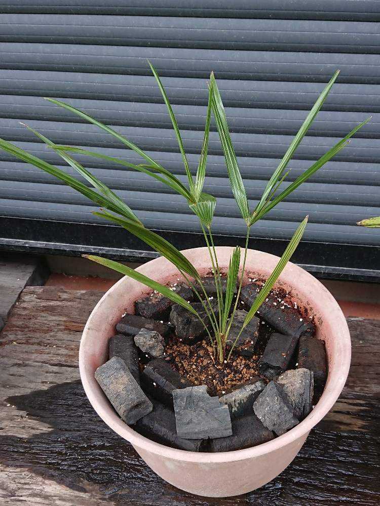 シュロ 成長記録 Greensnap グリーンスナップ シュロ 成長記録 Greensnap グリーンスナップ