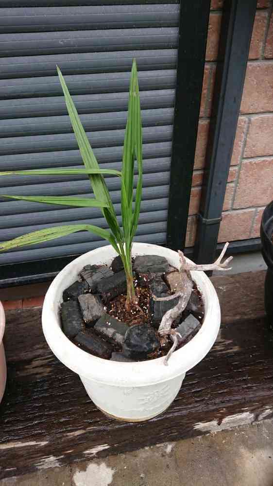 ココスヤシ 成長記録｜🍀GreenSnap（グリーンスナップ）