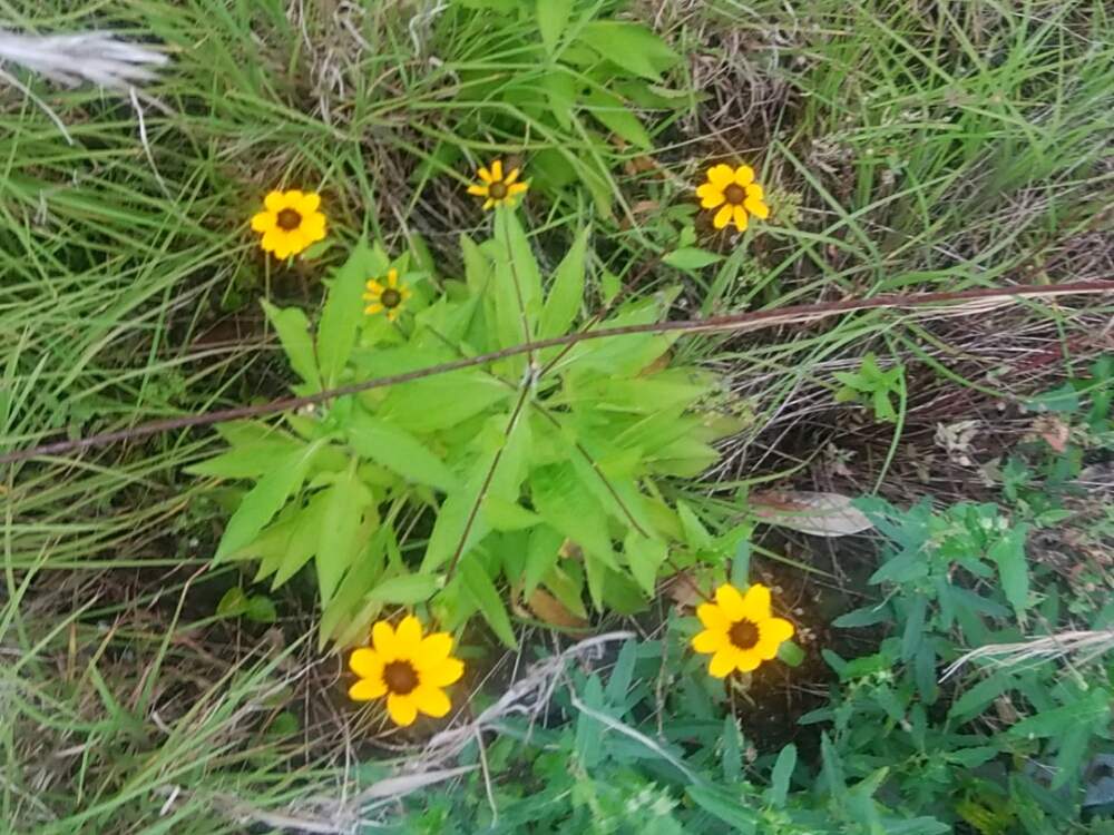 ルドベキアの投稿画像 By 小吉さん 月7月25日 Greensnap グリーンスナップ