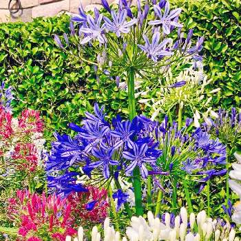 アガパンサス,癒される♡,素敵な花,すてき…♡,紫色の花の画像