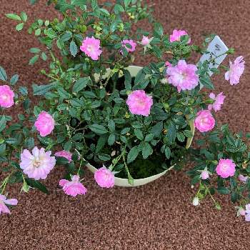 ランドスケープローズ プリンセスピーチの投稿画像一覧 Greensnap グリーンスナップ