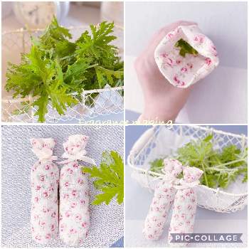 天然ハーブの芳香剤の投稿画像一覧 Greensnap グリーンスナップ 天然ハーブの芳香剤の投稿画像一覧 Greensnap グリーンスナップ
