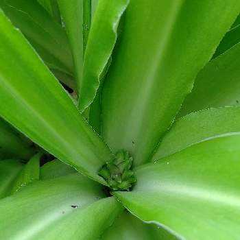 パイナップルみたいの投稿画像一覧 Greensnap グリーンスナップ