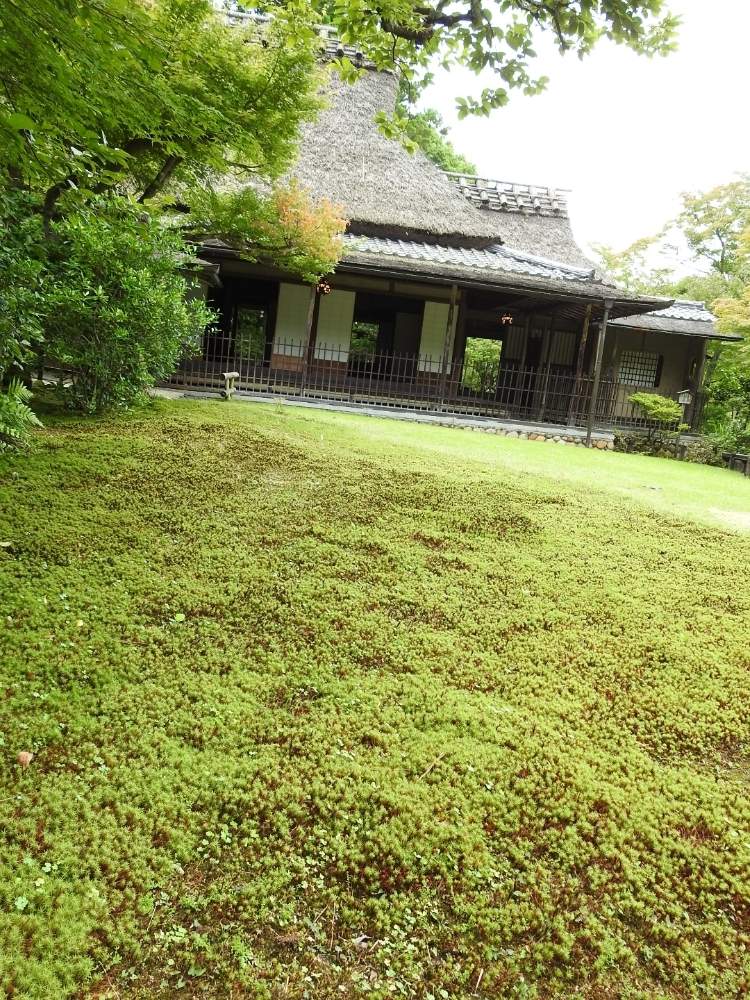 奈良公園 の投稿画像 By まっさんno 1さん 花撮りドライブと吉城園 と苔の庭と日本庭園とgs映えとコロナに負けるな と晴天の日とウオーキングと コロナ油断大敵 月7月25日 Greensnap グリーンスナップ