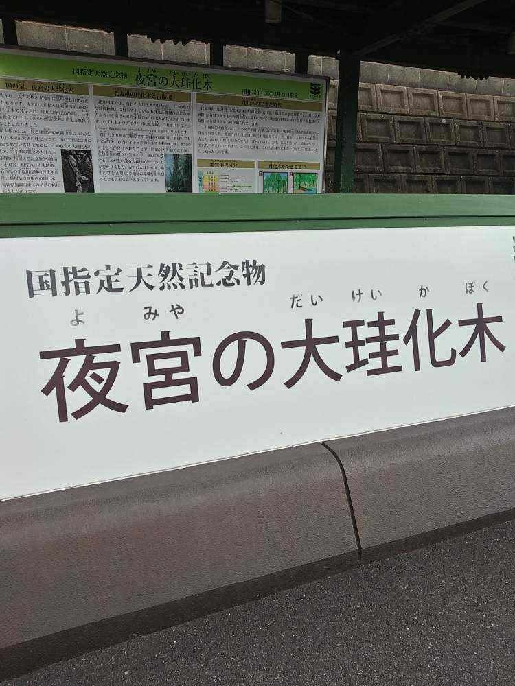 国指定天然記念物 夜宮の大珪化木 Greensnap グリーンスナップ