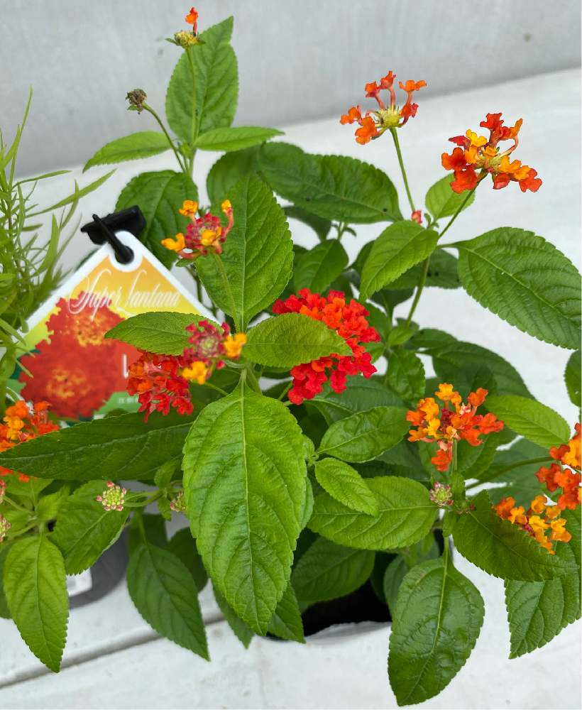 2 スーパーランタナ レインボーオレンジ Greensnap グリーンスナップ