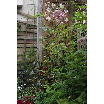 メインの花壇の画像 by 我楽多さん | 小さな庭といつもの箱庭（メインの花壇）とOLY 40-150mm F2.8 Proとメインの花壇とOM-D E-M1Ⅱと七月の箱庭