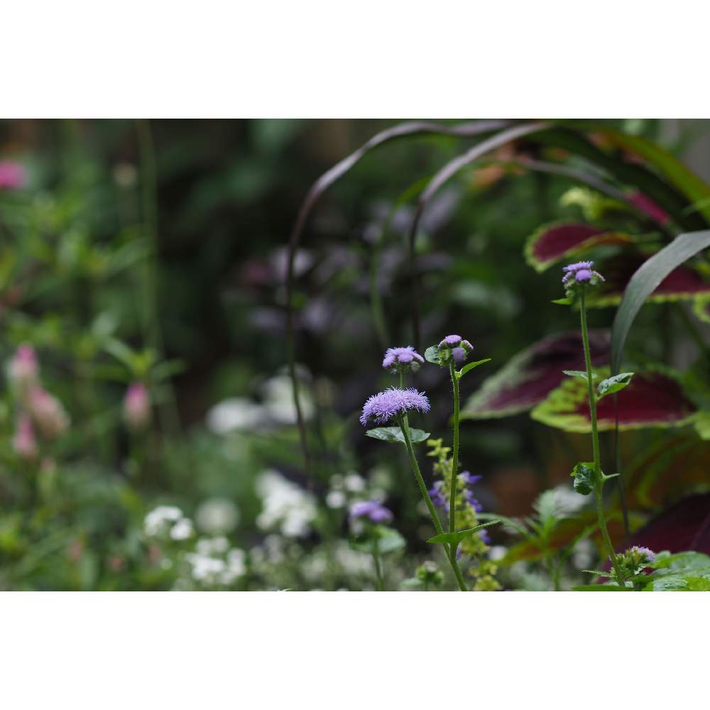 小さな庭の画像 by 我楽多さん | 小さな庭とアゲラタム（高性）と７月の花とOM-D E-M1Ⅱと#OLM ED 75mm F1.8