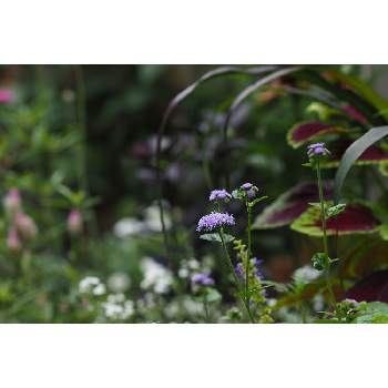 アゲラタム（高性）の画像 by 我楽多さん | 小さな庭とアゲラタム（高性）と７月の花とOM-D E-M1Ⅱと#OLM ED 75mm F1.8