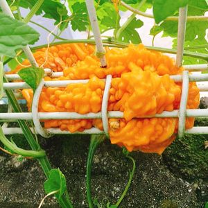 ゴーヤ,オレンジ色,気持ち悪いぞ,おうちde菜園,フェンスの画像