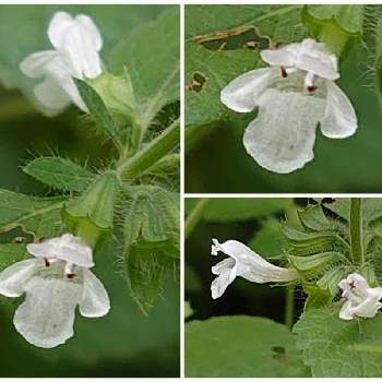 白い透明の花の投稿画像一覧 Greensnap グリーンスナップ
