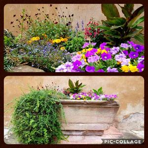 フクシア,ペチュニア,寄せ植え,テラコッタ,おでかけ先の画像