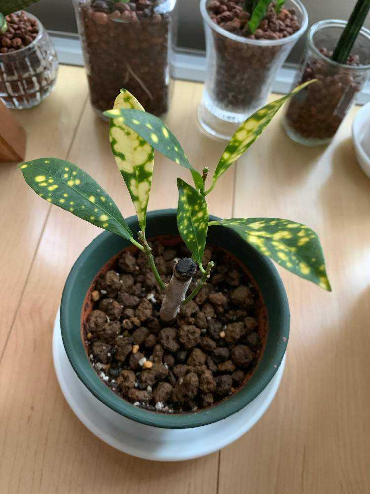 数量限定！激レア 丸葉クロトンsp 鉢ごと発送 インテリア 観葉植物