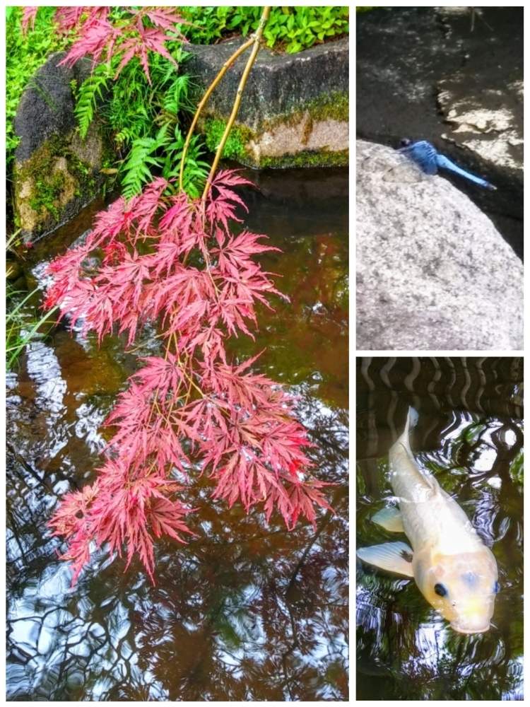池のある風景の投稿画像 By みいちゃんさん 池の鯉ともみじ葉と白い鯉ともみじ紅葉 月7月26日 Greensnap グリーンスナップ