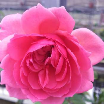 シュラブの投稿画像一覧 Greensnap グリーンスナップ