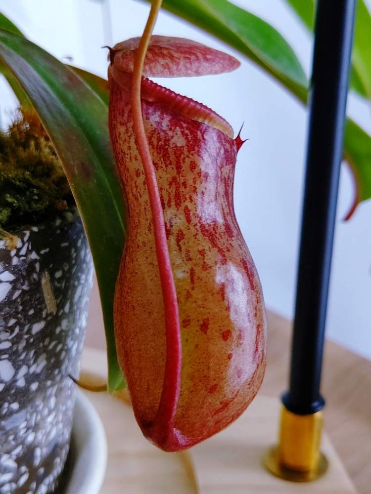 ネペンテスの投稿画像 By ブルータスさん ウツボカズラ科と食虫植物とネペンテス属とpwフォトコンと食虫植物 ウツボカズラとウツボカズラ属と食虫植物広め隊 月7月26日 Greensnap グリーンスナップ