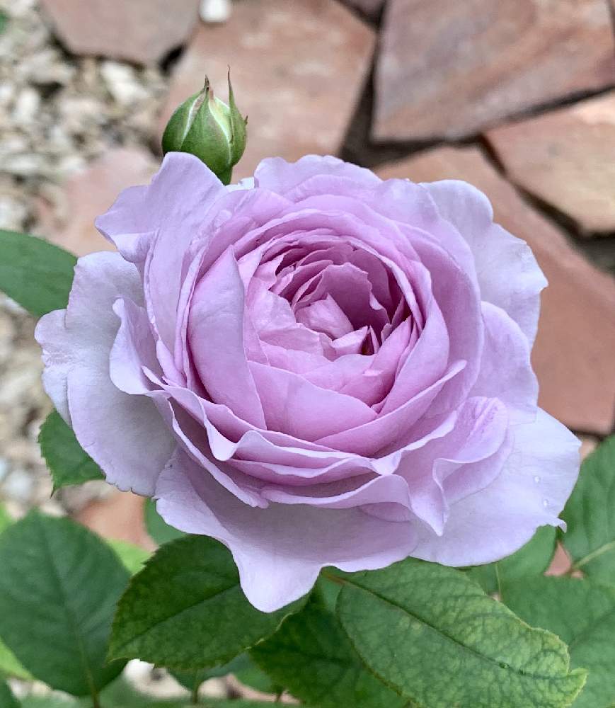 スマホで撮影の投稿画像 By のどかさん しのぶれど とばら バラ 薔薇 月7月26日 Greensnap グリーンスナップ