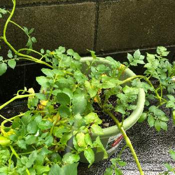 じゃがいもの葉の投稿画像一覧 Greensnap グリーンスナップ