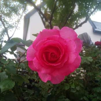2020 くまし バラの画像 by くましさん | 小さな庭とトワパルファンと北海道と薔薇愛同盟と2020 くまし バラ