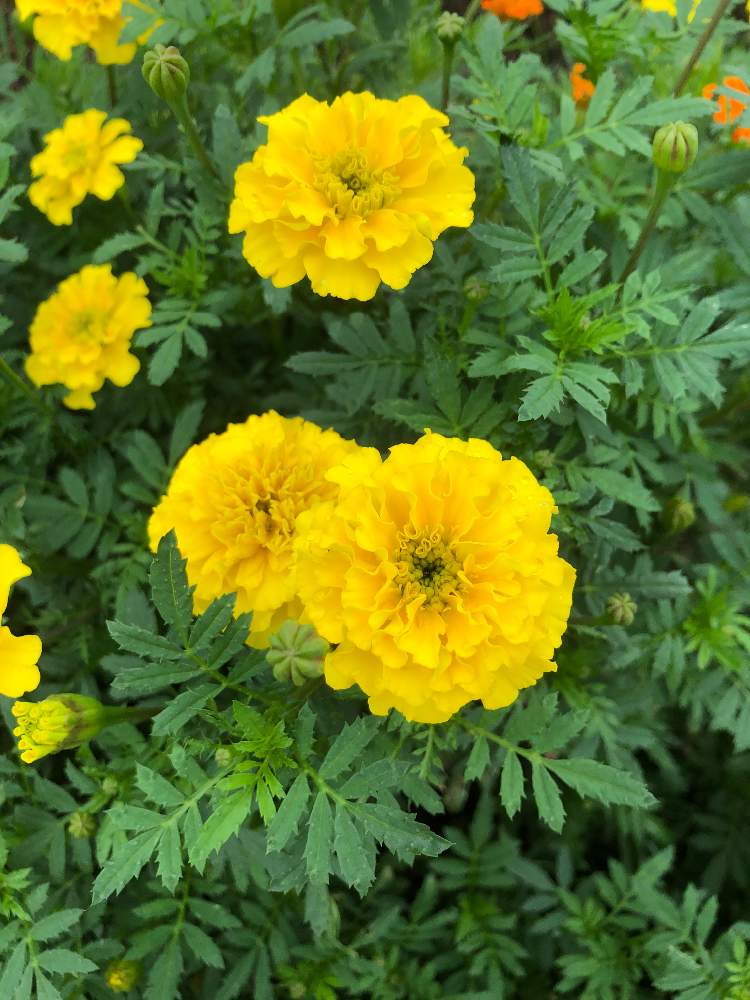 マリーゴールド Greensnap グリーンスナップ