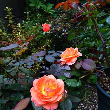 薔薇のアルバムの画像 by ヤマボウシさん | 小さな庭と花のある暮らしと薔薇のアルバムと自宅の薔薇とおうち園芸