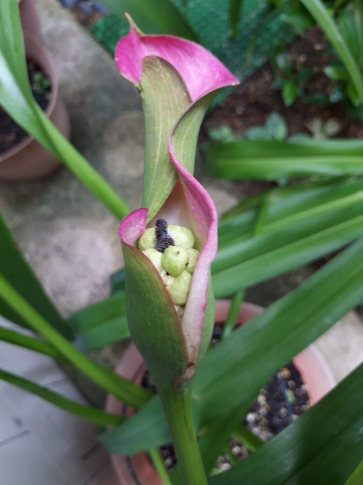 カラーの投稿画像 By むこむこさん 咲いた と花のある暮らしと今日のお花とおうち園芸 月7月26日 Greensnap グリーンスナップ