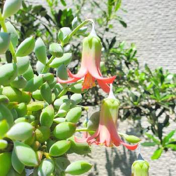 タコさんウインナーの投稿画像一覧 Greensnap グリーンスナップ