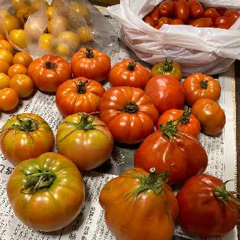 世界一トマトの画像 by dp106さん | 畑と世界一トマトとマーマンドとリグーリア（トマト）と家庭菜園