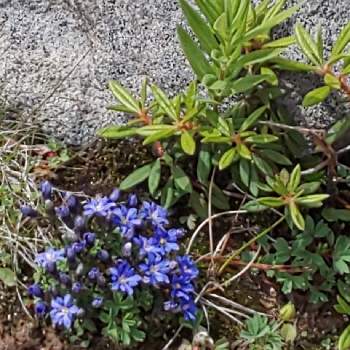 高山植物紫の花の投稿画像一覧 Greensnap グリーンスナップ