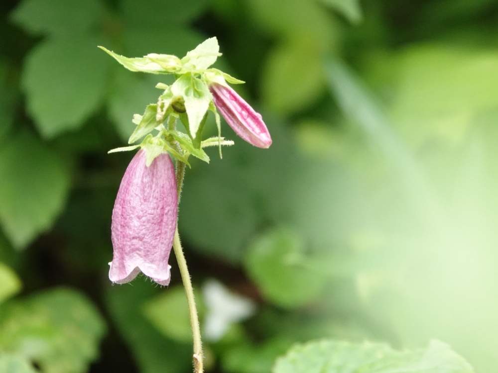 ホタルブクロの投稿画像 By Serendipityrumiさん 散歩と花壇とパープル 紫 月7月26日 Greensnap グリーンスナップ