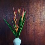 ヘリコニアアンドロメダの一覧 Greensnap グリーンスナップ