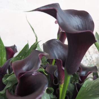 黒色の花の投稿画像一覧 Greensnap グリーンスナップ