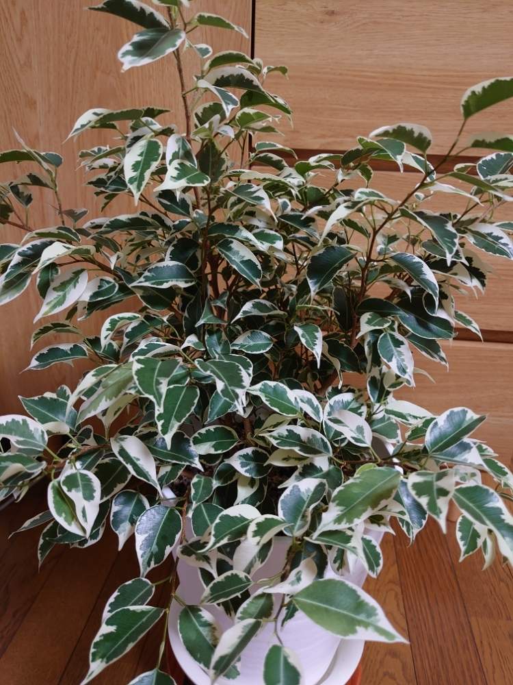 ベンジャミンの投稿画像 By うの花さん 観葉植物と自然樹形とベンジャミン と常緑樹とおうち園芸と緑のある暮らしと成長早いとベンジャミン 班入り とフィカス属とかわいいと斑入り と新芽 月7月26日 Greensnap グリーンスナップ