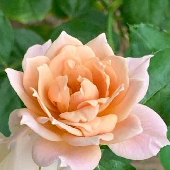 スモーキーカラー の投稿画像一覧 Greensnap グリーンスナップ