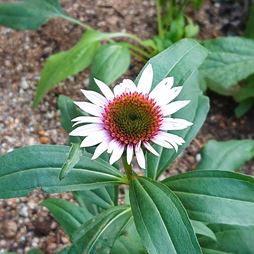 初めてのエキナセア Greensnap グリーンスナップ 初めてのエキナセア Greensnap グリーンスナップ