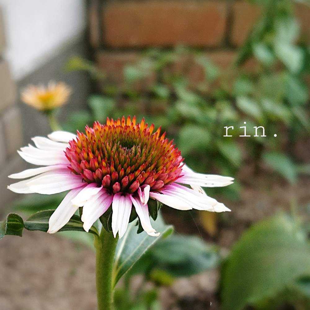 初めてのエキナセア Greensnap グリーンスナップ 初めてのエキナセア Greensnap グリーンスナップ