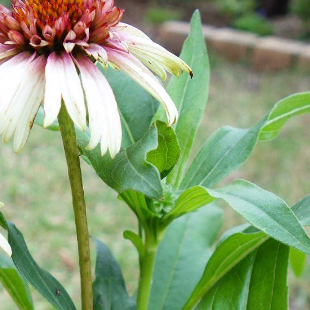 初めてのエキナセア Greensnap グリーンスナップ 初めてのエキナセア Greensnap グリーンスナップ