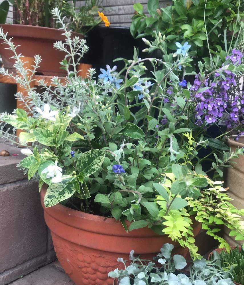 実家の玄関前なんとかする計画 Greensnap グリーンスナップ