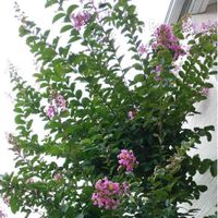 サルスベリの画像