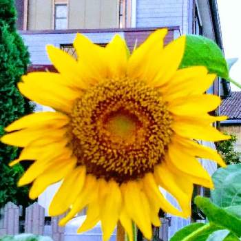 大きな向日葵の画像 by m＆oさん | お出かけ先と昨日の一枚と大きな向日葵と通り道ののお宅と雨上がりの夕方