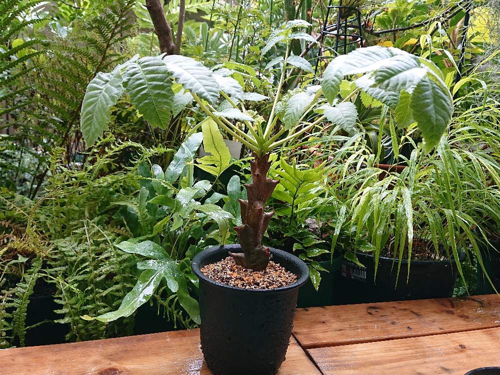 ベイセリア メキシカーナ インテリア小物 植物/観葉植物 インテリア