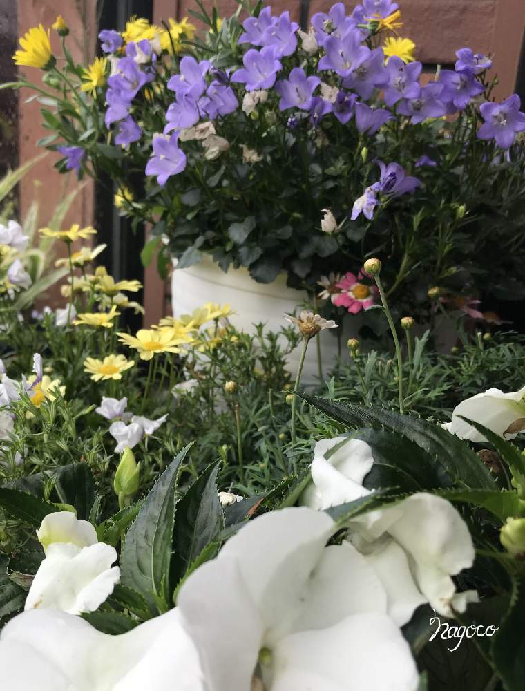 ニューギニアインパチェンスロココの投稿画像 By なごこさん カンパニュラ メリーベルとマーガレットデイジーイエローとpwとガーデリンクと春のpwアンバサダー 月7月27日 Greensnap グリーンスナップ