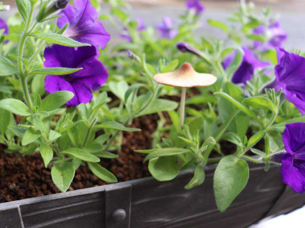 サフィニアの投稿画像 By かぶれちゃんさん 種から栽培と岩手県と冬越し成功とお花が好きと観察記録とサンフラマニアとおうち園芸と お庭と暮らすとこぼれ種と鉢植えと花のある暮らしと写真撮影をしている不審者と サフィニア ペチュニアとペチュニアとカリブラコア