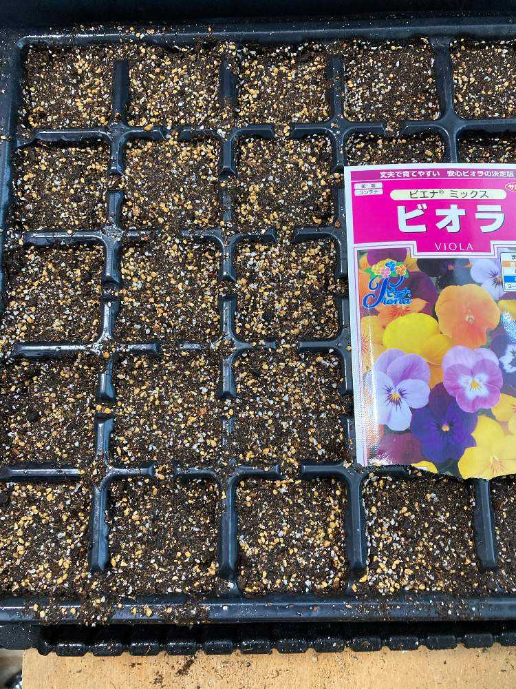ビオラを越冬 Greensnap グリーンスナップ