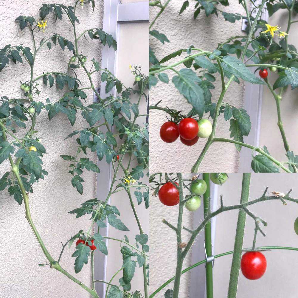 初めてのミニトマト Greensnap グリーンスナップ